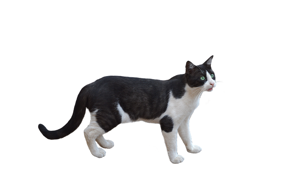 Alert Blackand White Cat PNG Image