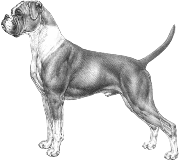 Alert Boxer Dog Standing Side View PNG Image