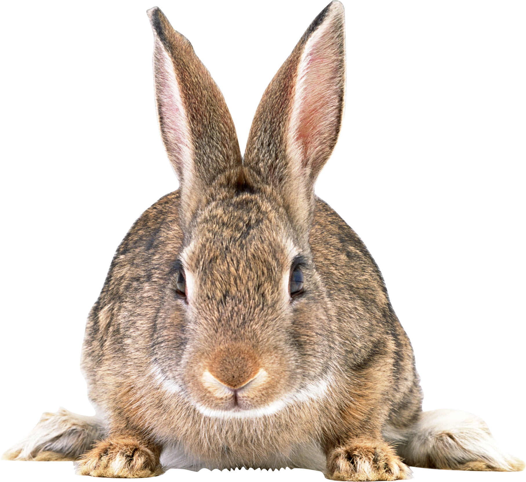 Alert Brown Rabbit Portrait PNG Image