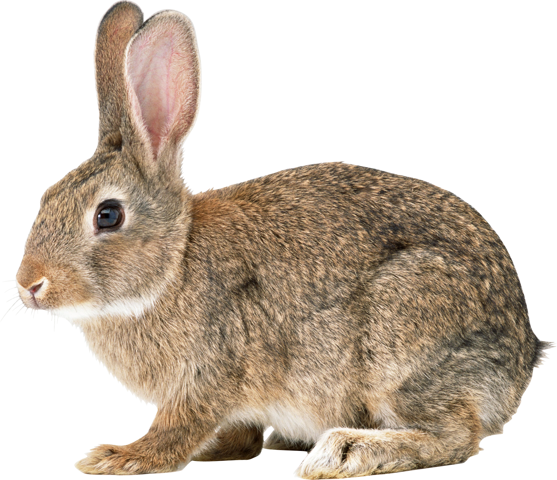 Alert Brown Rabbit Profile PNG Image