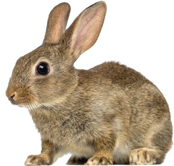 Alert Brown Rabbit Profile PNG Image