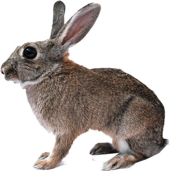 Alert Brown Rabbit Profile PNG Image