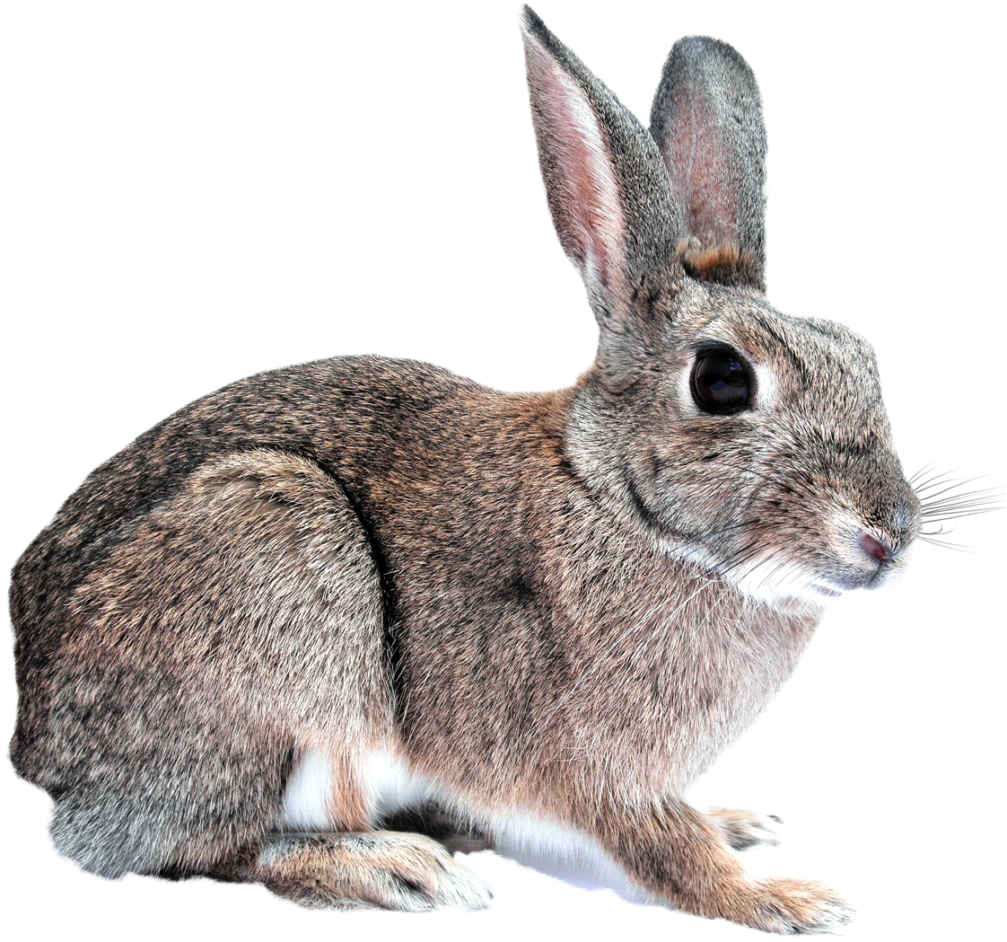 Alert Brown Rabbit Profile PNG Image