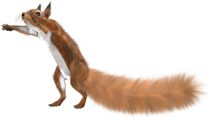 Alert Brown Squirrel PNG Image