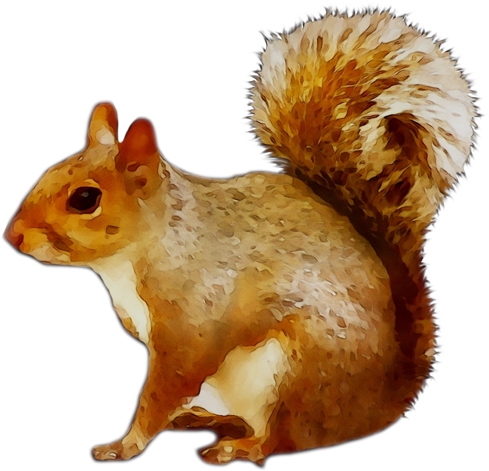 Alert Brown Squirrel Illustration.png PNG Image