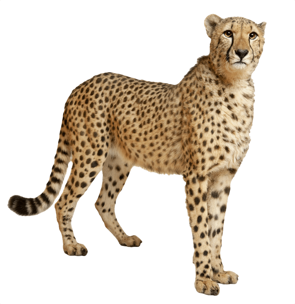 Alert Cheetah Standing Profile PNG Image