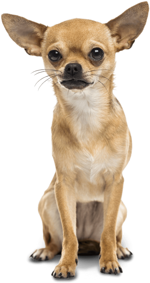 Alert Chihuahua Sitting Transparent Background.png PNG Image