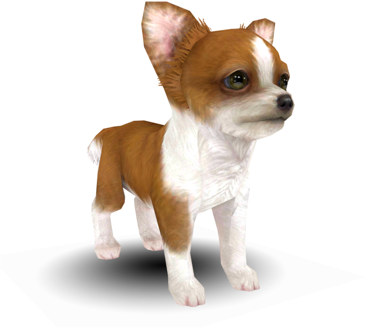 Alert Chihuahua Standing PNG Image