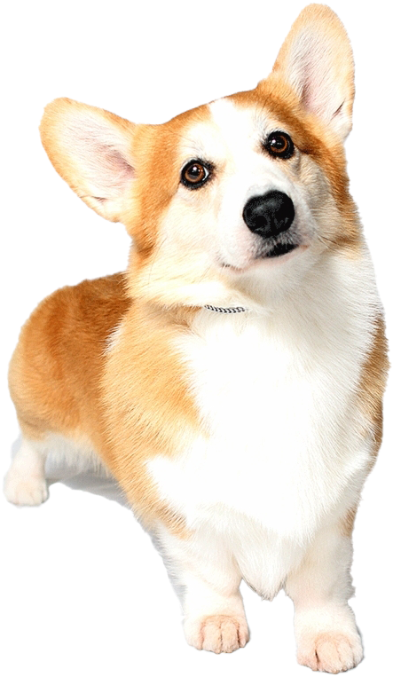 Alert Corgi Dog Portrait PNG Image