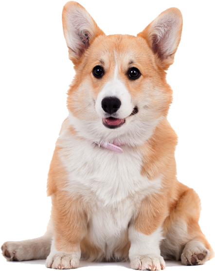 Alert Corgi Pose PNG Image