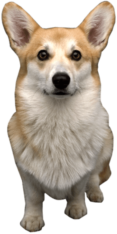 Alert Corgi Standing PNG Image