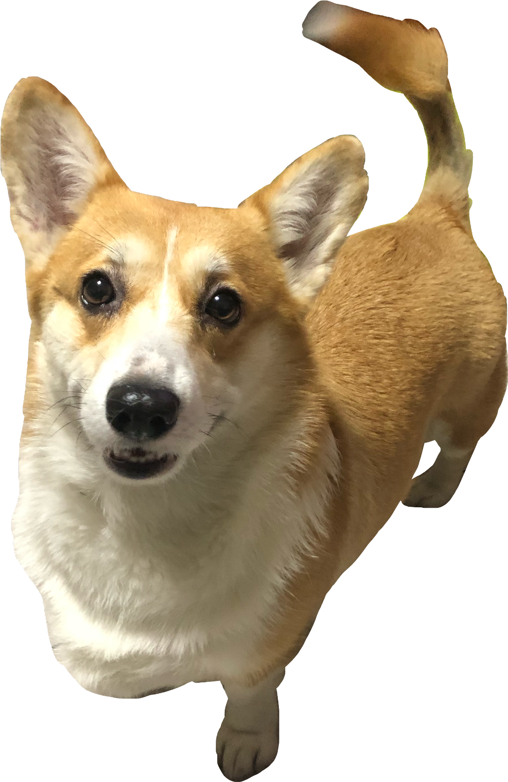 Alert Corgi Standing Transparent Background PNG Image