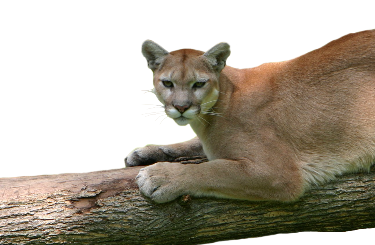 Alert Cougar Restingon Branch PNG Image