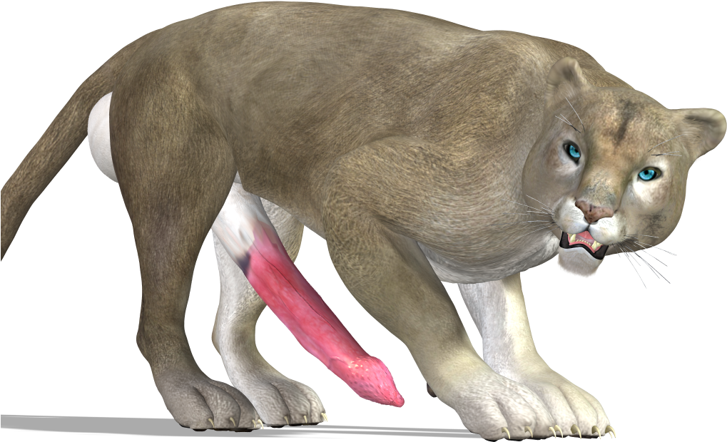 Alert Cougar With Injured Leg PNG Image