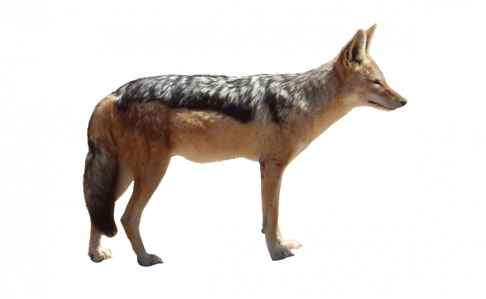 Alert Coyote Standing Side View PNG Image