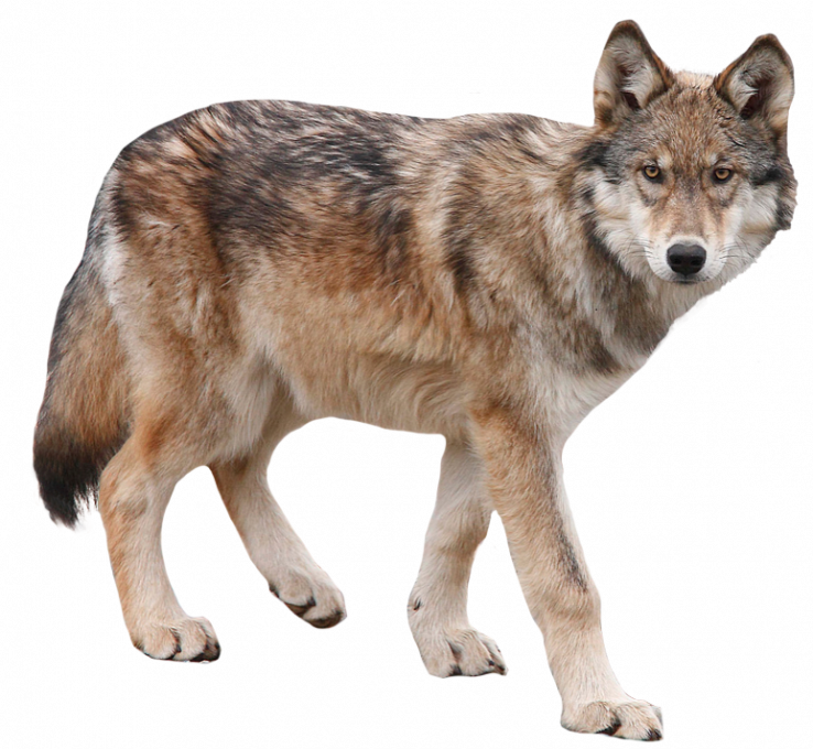 Alert Coyote Standing PNG Image