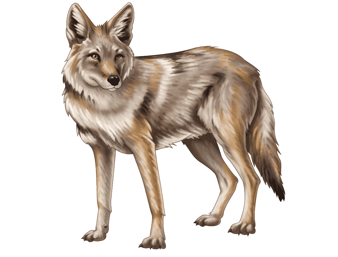 Alert Coyote Standing PNG Image