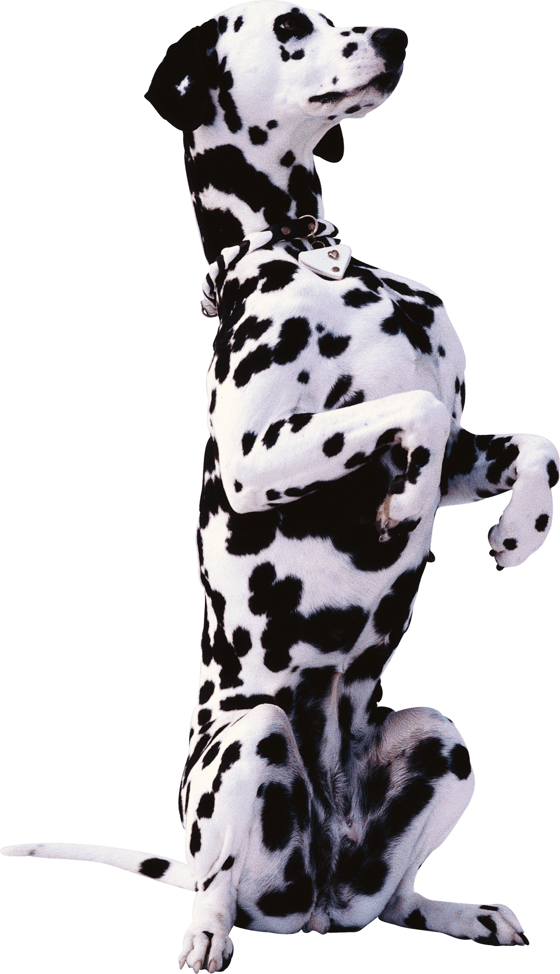 Alert Dalmatian Sitting Pose PNG Image