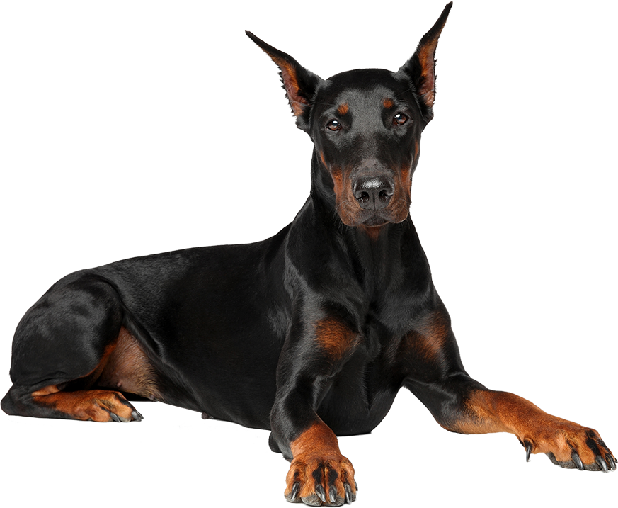 Alert Doberman Pose PNG Image