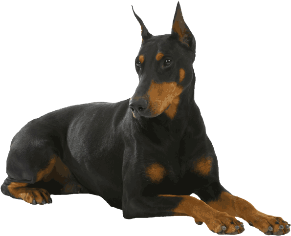 Alert Doberman Pose PNG Image