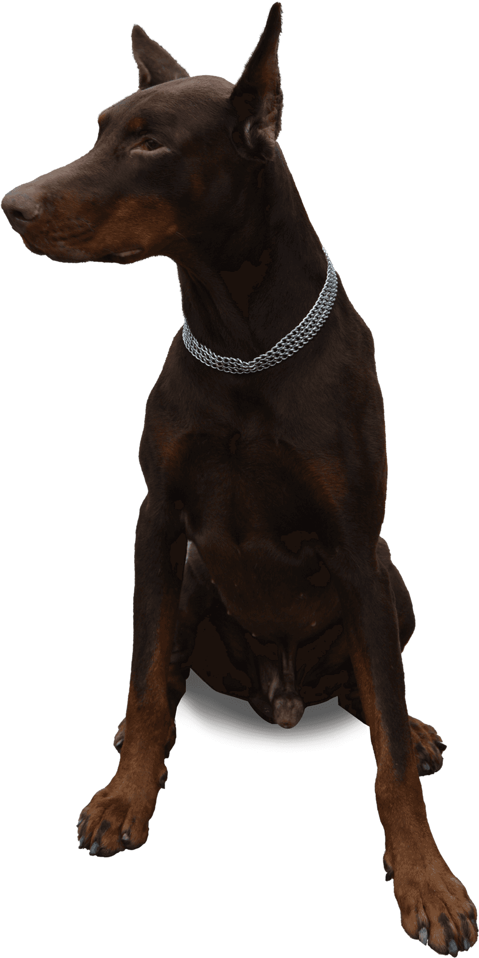 Alert Doberman Pose PNG Image