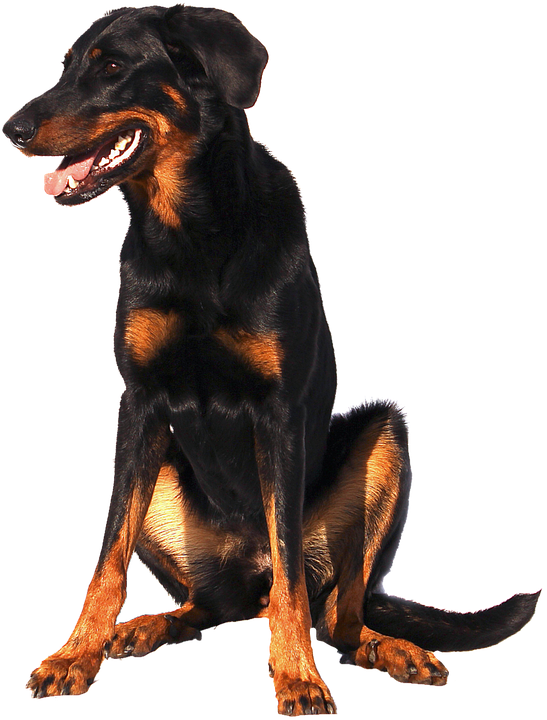 Alert Doberman Pose PNG Image