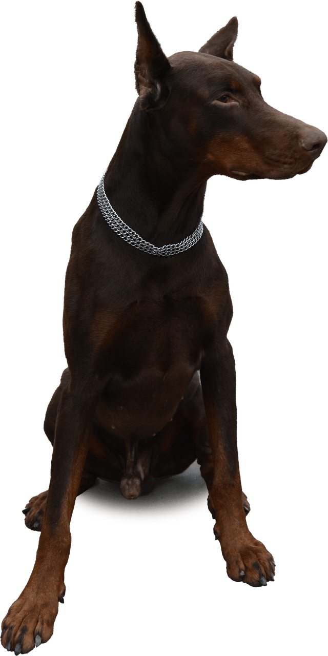 Alert Doberman Pose PNG Image