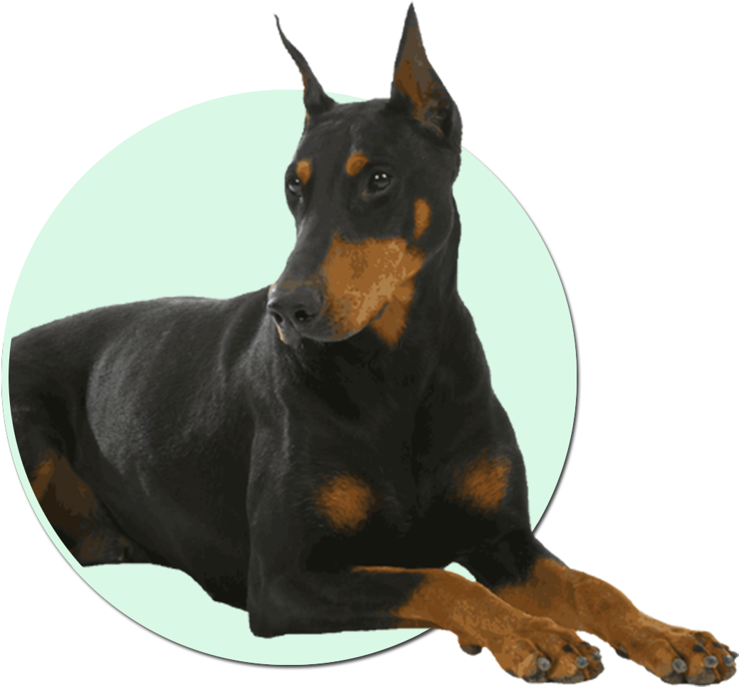 Alert Doberman Pose PNG Image