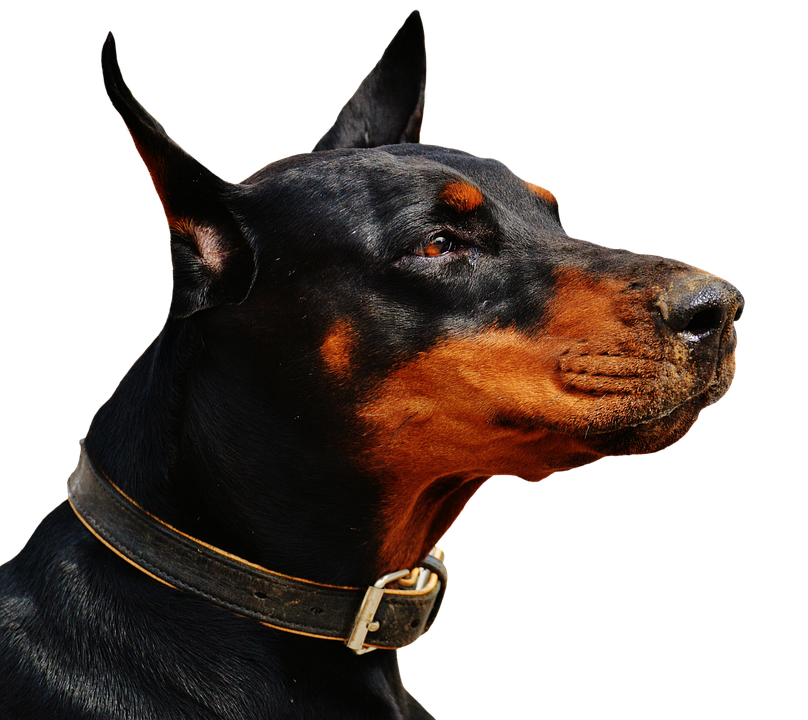 Alert Doberman Profile View PNG Image