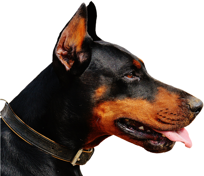 Alert Doberman Profile View PNG Image