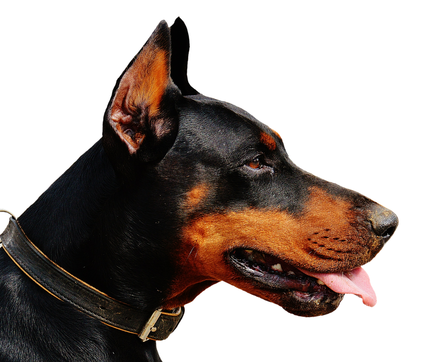 Alert Doberman Profile View PNG Image