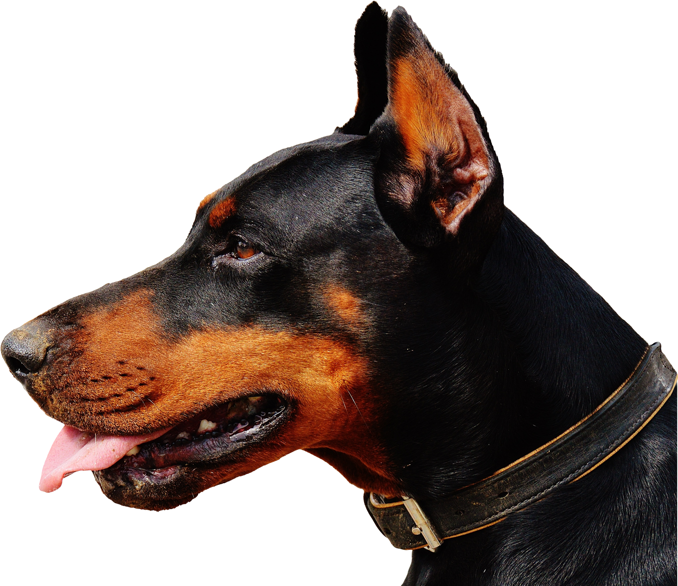 Alert Doberman Profile View.png PNG Image