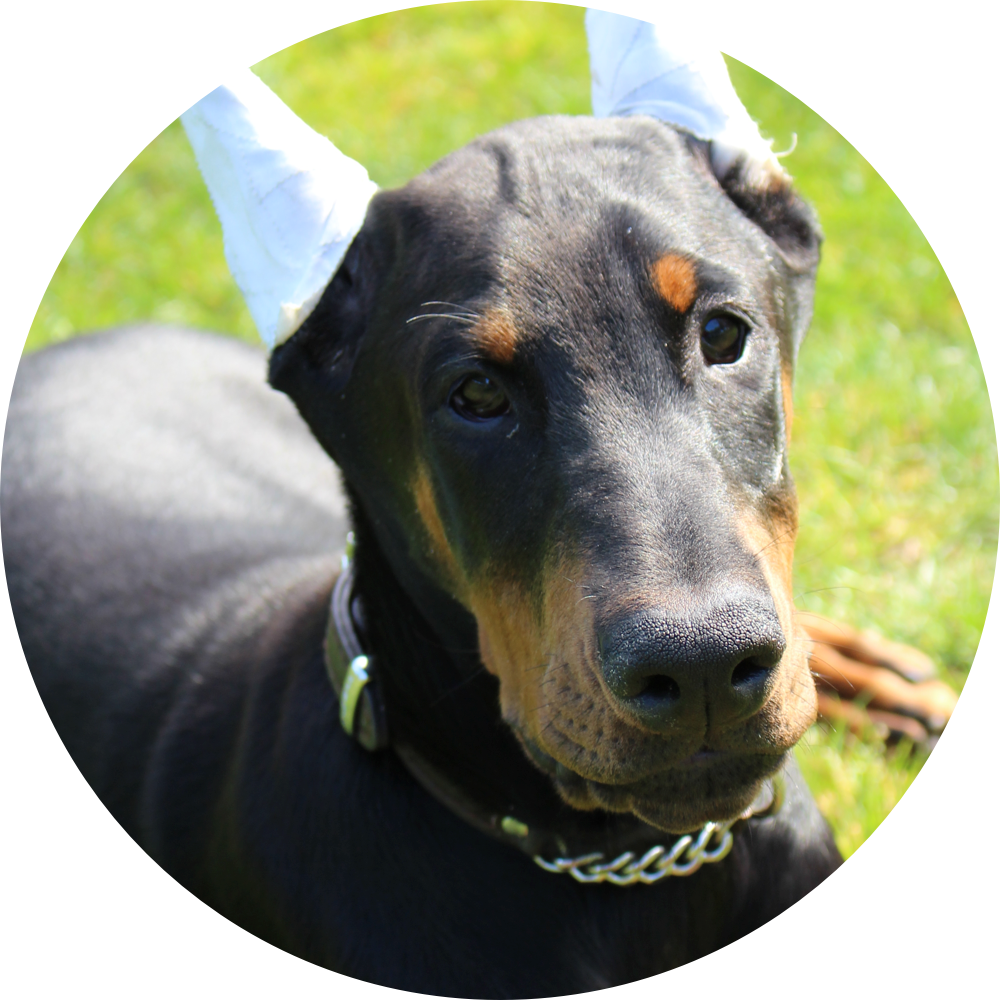 Alert Doberman Puppy Portrait PNG Image