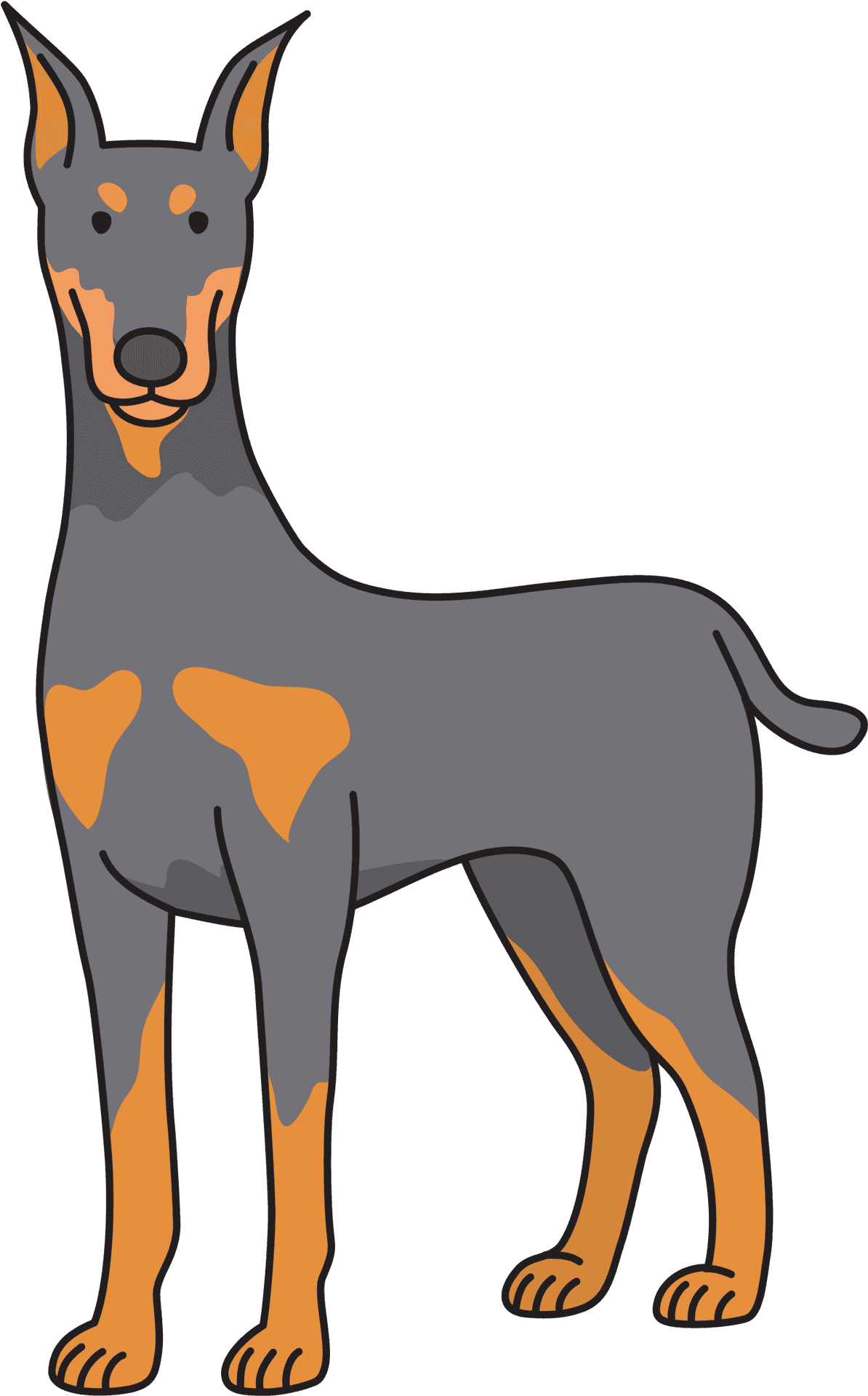 Alert Doberman Standing Illustration PNG Image