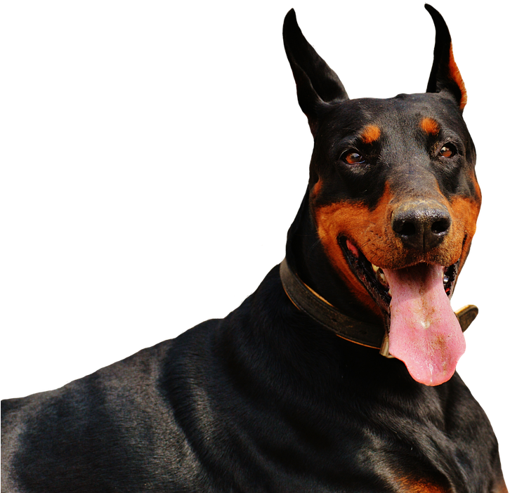 Alert Dobermanwith Tongue Out PNG Image