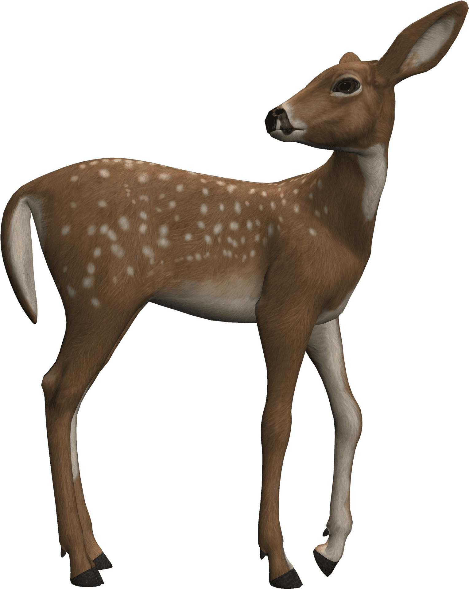 Alert Fawn Standing Profile PNG Image