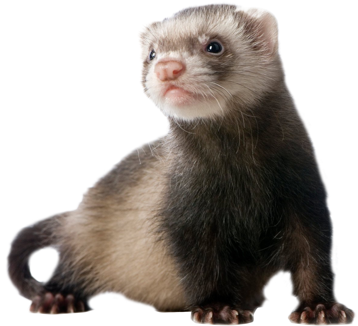 Alert Ferret Portrait PNG Image