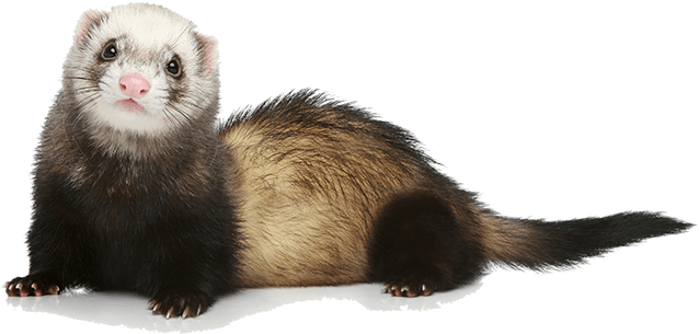 Alert Ferret Portrait PNG Image