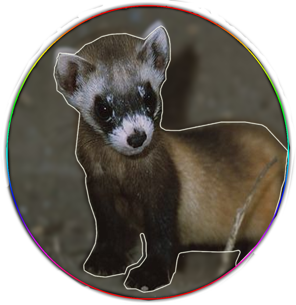 Alert Ferret Portrait PNG Image