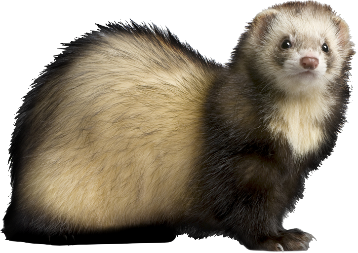 Alert Ferret Profile PNG Image