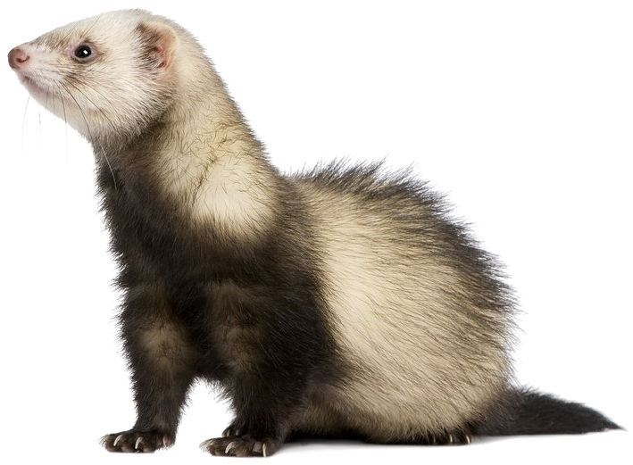 Alert Ferret Profile PNG Image