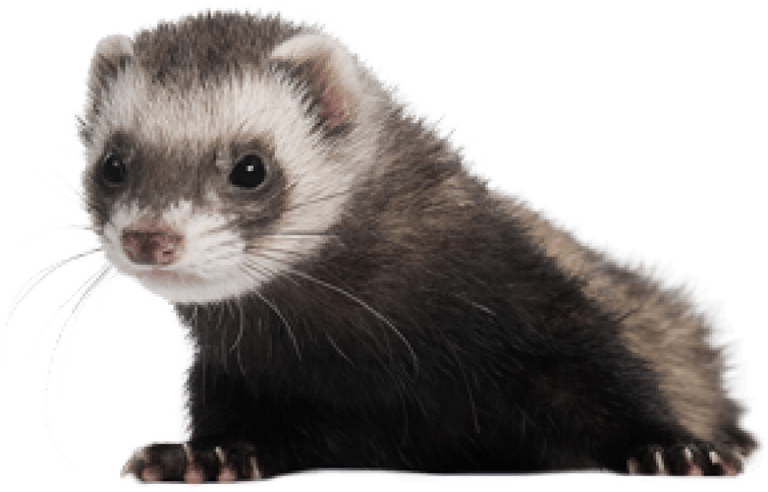 Alert Ferret Profile PNG Image