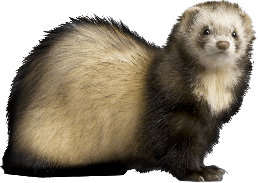 Alert Ferret Profile PNG Image