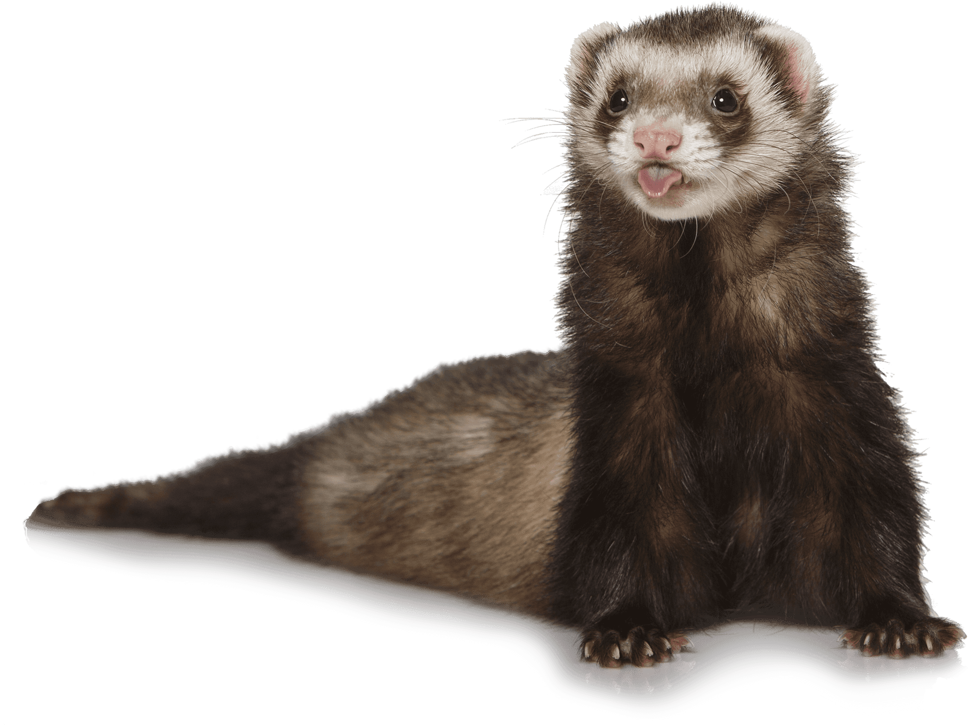 Alert Ferreton Blue Background PNG Image