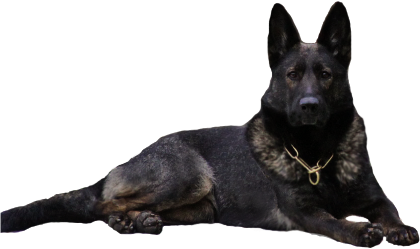 Alert German Shepherd Dog PNG Image