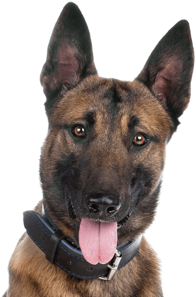 Alert German Shepherd Portrait PNG Image