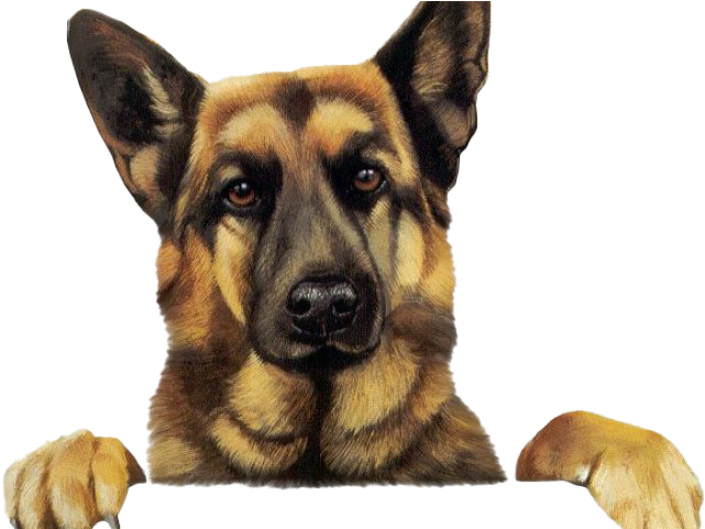 Alert German Shepherd Portrait PNG Image