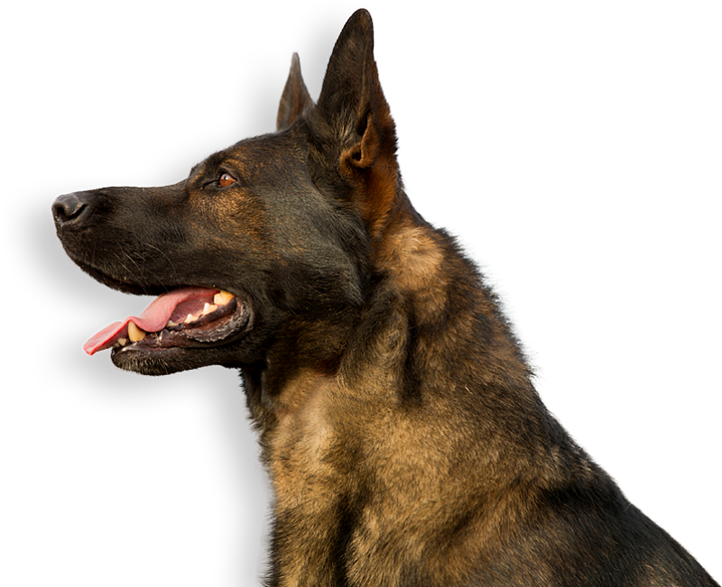 Alert German Shepherd Profile PNG Image