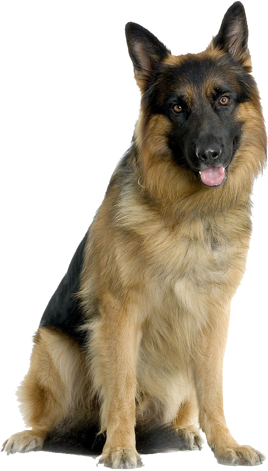 Alert German Shepherd Sitting PNG Image