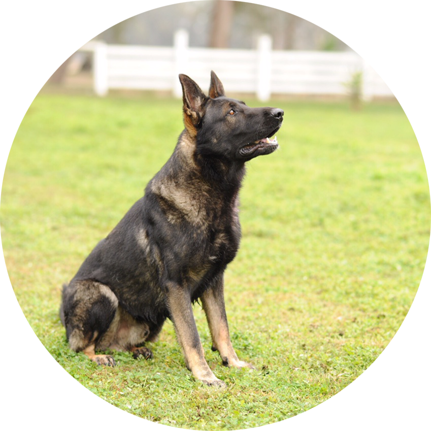 Alert German Shepherd Sitting Grass PNG Image